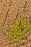 aerial;aerial-image;aerial-images;aerial-photo;aerial-photograph;aerial-photographs;aerial-photography;aerial-photos;aerial-view;aerial-views;aerials;agricultural;agriculture;country;countryside;crop;crops;farm;farming;farmland;farms;field;fields;Hamilton;horticulture;maize;meadow;meadows;N.Z.;New-Zealand;North-Is;North-Island;Nth-Is;NZ;paddock;paddocks;pasture;pastures;Rukuhia;rural;Waikato