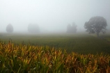 agricultural;agriculture;country;countryside;crop;crops;farm;farming;farmland;farms;field;fields;fog;foggy;Hamilton;horticulture;meadow;meadows;mist;misty;N.Z.;New-Zealand;North-Is;North-Island;Nth-Is;NZ;paddock;paddocks;pasture;pastures;rural;tree;trees;Waikato;Waikato-Region