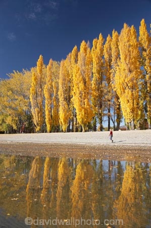 autuminal;autumn;autumn-colour;autumn-colours;autumnal;calm;Central-Otago;color;colors;colour;colours;deciduous;fall;female;girl;girls;golden;lake;Lake-Wanaka;lakes;leaf;leaves;N.Z.;New-Zealand;NZ;Otago;people;person;persons;placid;poplar;poplar-tree;poplar-trees;poplars;quiet;reflection;reflections;S.I.;season;seasonal;seasons;serene;SI;smooth;South-Is.;South-Island;Southern-Lakes;Southern-Lakes-District;Southern-Lakes-Region;still;tranquil;tree;trees;Wanaka;water;woman;women;yellow