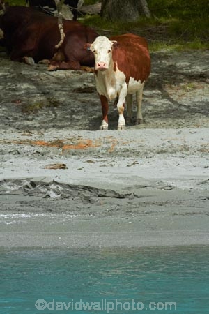 agricultural;agriculture;animal;animals;cattle;country;countryside;cow;cows;farm;farming;farmland;farms;Herbivore;Herbivores;Herbivorous;livestock;mammal;mammals;Matukituki-River;Matukituki-River-West-Branch;Matukituki-Valley;N.Z.;New-Zealand;NZ;Otago;rural;S.I.;SI;South-Is;South-Island;Southern-Lakes-Region;Sth-Is;stock;Wanaka;West-Branch-Matukituki-River
