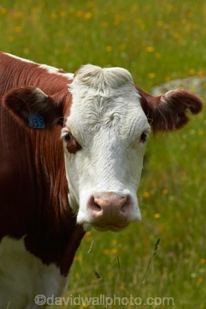 agricultural;agriculture;animal;animals;cattle;country;countryside;cow;cows;farm;farming;farmland;farms;Herbivore;Herbivores;Herbivorous;livestock;mammal;mammals;Matukituki-Valley;N.Z.;New-Zealand;NZ;Otago;portrait;rural;S.I.;SI;South-Is;South-Island;Southern-Lakes-Region;Sth-Is;stock;Wanaka