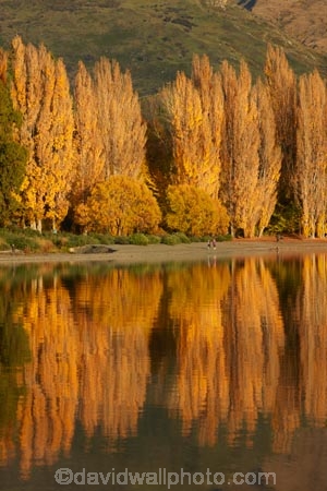 autuminal;autumn;autumn-colour;autumn-colours;autumnal;calm;Central-Otago;color;colors;colour;colours;deciduous;fall;gold;golden;lake;Lake-Wanaka;lakes;leaf;leaves;N.Z.;New-Zealand;NZ;Otago;placid;poplar;poplar-tree;poplar-trees;poplars;quiet;reflected;reflection;reflections;S.I.;season;seasonal;seasons;serene;SI;smooth;South-Is.;South-Island;Southern-Lakes;Southern-Lakes-District;Southern-Lakes-Region;Sth-Is;still;tranquil;tree;trees;Wanaka;water;yellow