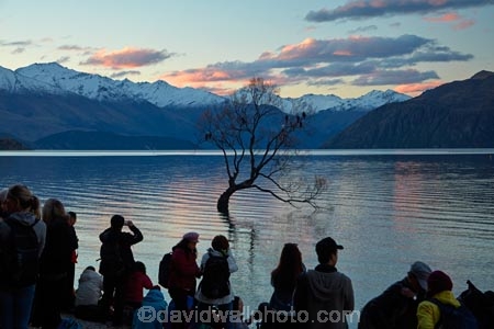 calm;Central-Otago;lake;Lake-Wanaka;lakes;N.Z.;New-Zealand;NZ;Otago;people;person;photographer;photographers;photography;placid;quiet;reflected;reflection;reflections;serene;SI;smooth;South-Island;Sth-Is;still;that-tree;that-wanaka-tree;thattree;thatwanakatree;tourism;tourist;tourists;tranquil;tree;tree-in-lake;trees;Wanaka;Wanaka-Tree;water;willow;willow-tree;willow-trees;willows