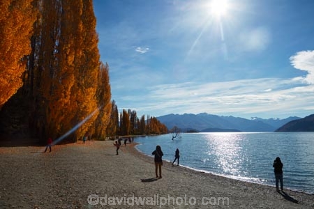 autuminal;autumn;autumn-colour;autumn-colours;autumnal;Central-Otago;color;colors;colour;colours;deciduous;fall;flare;gold;golden;into-the-sun;lake;Lake-Wanaka;lakes;leaf;leaves;N.Z.;New-Zealand;NZ;Otago;people;person;photographer;photographers;photography;poplar;poplar-tree;poplar-trees;poplars;season;seasonal;seasons;SI;South-Island;Sth-Is;sun;sun-flare;that-tree;that-wanaka-tree;thattree;thatwanakatree;tourism;tourist;tourists;tree;tree-in-lake;trees;Wanaka;Wanaka-Tree;willow;willow-tree;willow-trees;willows;yellow