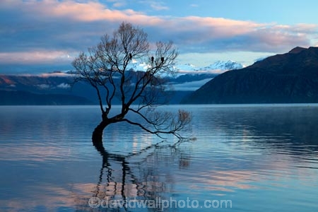 calm;Central-Otago;lake;Lake-Wanaka;lakes;N.Z.;New-Zealand;NZ;Otago;placid;quiet;reflected;reflection;reflections;serene;SI;smooth;South-Island;Sth-Is;still;that-tree;that-wanaka-tree;thattree;thatwanakatree;tranquil;tree;tree-in-lake;trees;Wanaka;Wanaka-Tree;water;willow;willow-tree;willow-trees;willows