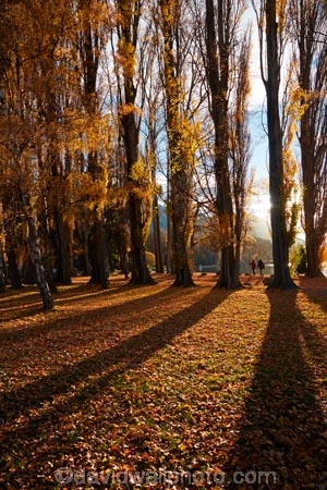autuminal;autumn;autumn-colour;autumn-colours;autumn-leaves;autumnal;avenue;avenues;Central-Otago;color;colors;colour;colours;deciduous;fall;gold;golden;Lake-Wanaka;leaf;leaves;N.Z.;New-Zealand;NZ;Otago;poplar;poplar-tree;poplar-trees;poplars;S.I.;season;seasonal;seasons;shadow;shadows;SI;South-Island;Southern-Lakes;Southern-Lakes-District;Southern-Lakes-Region;Sth-Is;tree;trees;trunk;trunks;Wanaka;yellow