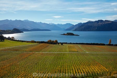 agricultural;agriculture;autuminal;autumn;autumn-colour;autumn-colours;autumnal;Central-Otago;Central-Otago-Vineyard;Central-Otago-Vineyards;Central-Otago-Winery;Central-Otago-Winerys;color;colors;colour;colours;country;countryside;crop;crops;cultivation;deciduous;fall;farm;farming;farmland;farms;field;fields;gold;golden;grape;grapes;grapevine;horticulture;lake;Lake-Wanaka;lakes;leaf;leaves;N.Z.;New-Zealand;NZ;Otago;Rippon;Rippon-Vineyard;row;rows;Ruby-Is;Ruby-Island;rural;season;seasonal;seasons;SI;South-Island;Sth-Is;tree;trees;vine;vines;vineyard;vineyards;vintage;Wanaka;wine;wineries;winery;wines;yellow