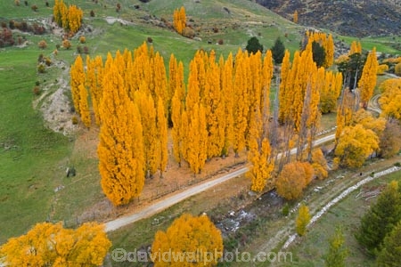 aerial;Aerial-drone;Aerial-drones;aerial-image;aerial-images;aerial-photo;aerial-photograph;aerial-photographs;aerial-photography;aerial-photos;aerial-view;aerial-views;aerials;autuminal;autumn;autumn-colour;autumn-colours;autumnal;Cadrona;Cardrona;Cardrona-River;Cardrona-Valley;Central-Otago;color;colors;colour;colours;deciduous;Drone;Drones;fall;gold;golden;leaf;leaves;N.Z.;New-Zealand;NZ;Otago;poplar;poplar-tree;poplar-trees;poplars;Quadcopter-aerial;Quadcopters-aerials;season;seasonal;seasons;SI;South-Island;Sth-Is;tree;trees;U.A.V.-aerial;UAV-aerials;Wanaka;yellow