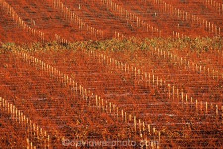 bronze;color;colors;colour;colours;crop;crops;cultivation;farm;farming;farms;field;fields;grape;grapes;grapevine;horticulture;orange;pattern;patterns;red;row;rows;rural;vine;vines;vineyard;vineyards;vintage;wine;wineries;winery;wines;winter