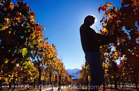 agricultural;agriculture;crop;crops;cultivation;food;fruit;fruits;grape;grapes;grapevine;harvest;harvester;harvesting;horticulture;hot;pick;picker;picking;ripe;row;rows;season;seasonal;seasons;summer;summertime;summery;vine;vines;vineyard;vineyards;vintage;warm;wine;wineries;winery;wines;worker;working
