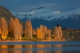 autuminal;autumn;autumn-colour;autumn-colours;autumnal;Buchanan-Mountains;Buchanan-Peaks;calm;Central-Otago;cloud;clouds;cloudy;color;colors;colour;colours;deciduous;fall;gold;golden;lake;Lake-Wanaka;lakes;leaf;leaves;Mount-Aspiring-N.P.;Mount-Aspiring-National-Park;Mount-Aspiring-NP;Mount-Avalanche;mountain;mountains;Mt-Aspiring-N.P.;Mt-Aspiring-National-Park;Mt-Aspiring-NP;Mt-Avalanche;N.Z.;New-Zealand;NZ;Otago;overcast;placid;poplar;poplar-tree;poplar-trees;poplars;quiet;reflected;reflection;reflections;season;seasonal;seasons;serene;SI;sky;smooth;snow;snow-capped;snowy;South-Island;Sth-Is;still;tranquil;tree;trees;Wanaka;water;yellow