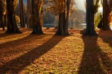 autuminal;autumn;autumn-colour;autumn-colours;autumn-leaves;autumnal;avenue;avenues;Central-Otago;color;colors;colour;colours;deciduous;fall;gold;golden;lake;Lake-Wanaka;lakes;leaf;leaves;N.Z.;New-Zealand;NZ;Otago;poplar;poplar-tree;poplar-trees;poplars;S.I.;season;seasonal;seasons;shadow;shadows;SI;South-Island;Southern-Lakes;Southern-Lakes-District;Southern-Lakes-Region;Sth-Is;tree;trees;trunk;trunks;Wanaka;yellow