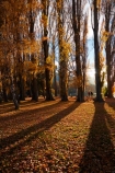 autuminal;autumn;autumn-colour;autumn-colours;autumn-leaves;autumnal;avenue;avenues;Central-Otago;color;colors;colour;colours;deciduous;fall;gold;golden;Lake-Wanaka;leaf;leaves;N.Z.;New-Zealand;NZ;Otago;poplar;poplar-tree;poplar-trees;poplars;S.I.;season;seasonal;seasons;shadow;shadows;SI;South-Island;Southern-Lakes;Southern-Lakes-District;Southern-Lakes-Region;Sth-Is;tree;trees;trunk;trunks;Wanaka;yellow