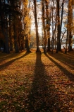 autuminal;autumn;autumn-colour;autumn-colours;autumn-leaves;autumnal;avenue;avenues;Central-Otago;color;colors;colour;colours;deciduous;fall;gold;golden;Lake-Wanaka;leaf;leaves;N.Z.;New-Zealand;NZ;Otago;poplar;poplar-tree;poplar-trees;poplars;S.I.;season;seasonal;seasons;shadow;shadows;SI;South-Island;Southern-Lakes;Southern-Lakes-District;Southern-Lakes-Region;Sth-Is;tree;trees;trunk;trunks;Wanaka;yellow