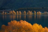 autuminal;autumn;autumn-colour;autumn-colours;autumnal;calm;Central-Otago;color;colors;colour;colours;deciduous;fall;gold;golden;lake;Lake-Wanaka;lakes;leaf;leaves;N.Z.;New-Zealand;NZ;Otago;placid;poplar;poplar-tree;poplar-trees;poplars;quiet;reflected;reflection;reflections;S.I.;season;seasonal;seasons;serene;SI;smooth;South-Is.;South-Island;Southern-Lakes;Southern-Lakes-District;Southern-Lakes-Region;Sth-Is;still;tranquil;tree;trees;Wanaka;water;willow;willow-tree;willow-trees;willows;yellow