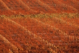 bronze;color;colors;colour;colours;crop;crops;cultivation;farm;farming;farms;field;fields;grape;grapes;grapevine;horticulture;orange;pattern;patterns;red;row;rows;rural;vine;vines;vineyard;vineyards;vintage;wine;wineries;winery;wines;winter