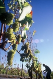 color;colors;colour;colours;crop;crops;cultivation;farm;farming;farms;field;fields;grape;grapes;grapevine;green;harvesting;harvests;harvet;horticulture;pick;row;rows;rural;vine;vines;vineyard;vineyards;vintage;white;wine;wineries;winery;wines