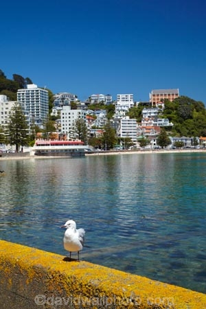 bird;birds;Catholic-Church-Monastery-of-St-Gerard;coast;coastal;harbor;harbors;harbour;harbours;Monastery;Monastery-of-St-Gerard;Monateries;N.I.;N.Z.;New-Zealand;NI;North-Is.;North-Island;Nth-Is;NZ;Oriental-Bay;Oriental-Parade;Oriental-Pde;Port-Nicholson;seagull;seagulls;St-Gerards-Monastery;Te-Whanganui_a_Tara;Wellington;Wellington-Harbor;Wellington-Harbour;Wellington-Waterfront