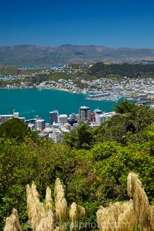 Austroderia;C.B.D.;CBD;Central-Business-District;coast;coastal;downtown;grass;grasses;harbor;harbors;harbour;harbours;N.I.;N.Z.;New-Zealand;NI;North-Is.;North-Island;Nth-Is;NZ;Oriental-Bay;Oriental-Parade;Oriental-Pde;Port-Nicholson;Te-Ahumairangi-Hill;Te-Whanganui_a_Tara;Tinakori-Hill;toetoe;toitoi;Wellington;Wellington-Harbor;Wellington-Harbour;Wellington-Waterfront