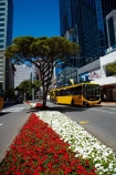 bus;buses;c.b.d.;capital;capitals;CBD;central-business-district;cities;city;city-centre;cityscape;cityscapes;coach;coaches;down-town;downtown;Financial-District;flower;flowers;garden;gardens;Go-Wellington-Bus;high-rise;high-rises;high_rise;high_rises;highrise;highrises;Lambton-Quay;motorbus;motorbuses;N.I.;N.Z.;New-Zealand;NI;North-Is;North-Is.;North-Island;Nth-Is;NZ;office;office-block;office-blocks;office-building;office-buildings;offices;omnibus;omnibuses;passenger-bus;passenger-buses;passenger-transport;public-transport;public-transportation;red;street-scene;street-scenes;tour-bus;tour-buses;transportation;Wellington;white;yellow