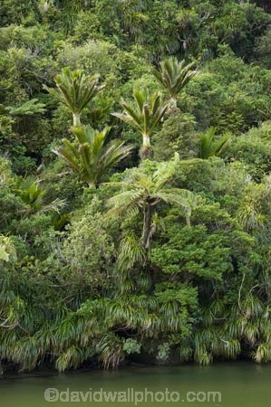 beautiful;beauty;brook;brooks;bush;color;colors;colour;colours;creek;creeks;cyathea;endemic;fern;ferns;flow;forest;forests;frond;fronds;green;lush;N.Z.;national-park;national-parks;native;native-bush;native-plant;native-plants;natives;natural;nature;New-Zealand;nikau;nikau-palm;nikau-palms;nikaus;NZ;palm;palm-tree;palm-trees;palms;Paparoa-N.P.;Paparoa-National-Park;Paparoa-NP;plant;plants;ponga;pongas;Pororari-River;Punakaiki;punga;pungas;rain-forest;rain-forests;rain_forest;rain_forests;rainforest;rainforests;Rhopalostylis-sapida;river;rivers;S.I.;scene;scenic;SI;South-Island;stream;streams;tree;tree-fern;tree-ferns;trees;unspoilt;untouched;verdant;water;West-Coast;Westland;wet;wilderness