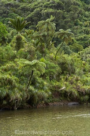 beautiful;beauty;brook;brooks;bush;color;colors;colour;colours;creek;creeks;cyathea;endemic;fern;ferns;flow;forest;forests;frond;fronds;green;lush;N.Z.;national-park;national-parks;native;native-bush;native-plant;native-plants;natives;natural;nature;New-Zealand;nikau;nikau-palm;nikau-palms;nikaus;NZ;palm;palm-tree;palm-trees;palms;Paparoa-N.P.;Paparoa-National-Park;Paparoa-NP;plant;plants;ponga;pongas;Pororari-River;Punakaiki;punga;pungas;rain-forest;rain-forests;rain_forest;rain_forests;rainforest;rainforests;Rhopalostylis-sapida;river;rivers;S.I.;scene;scenic;SI;South-Island;stream;streams;tree;tree-fern;tree-ferns;trees;unspoilt;untouched;verdant;water;West-Coast;Westland;wet;wilderness