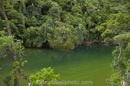 beautiful;beauty;brook;brooks;bush;color;colors;colour;colours;creek;creeks;cyathea;endemic;fern;ferns;flow;forest;forests;frond;fronds;green;lush;N.Z.;national-park;national-parks;native;native-bush;native-plant;native-plants;natives;natural;nature;New-Zealand;nikau;nikau-palm;nikau-palms;nikaus;NZ;palm;palm-tree;palm-trees;palms;Paparoa-N.P.;Paparoa-National-Park;Paparoa-NP;plant;plants;ponga;pongas;Pororari-River;Punakaiki;punga;pungas;rain-forest;rain-forests;rain_forest;rain_forests;rainforest;rainforests;Rhopalostylis-sapida;river;rivers;S.I.;scene;scenic;SI;South-Island;stream;streams;tree;tree-fern;tree-ferns;trees;unspoilt;untouched;verdant;water;West-Coast;Westland;wet;wilderness