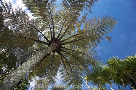 cabbage-tree;cabbage-trees;cyathea;Cyathea-dealbata;fern;ferns;frond;fronds;N.Z.;national-park;national-parks;New-Zealand;NZ;Paparoa-N.P.;Paparoa-National-Park;Paparoa-NP;ponga;pongas;Punakaiki;punga;pungas;S.I.;SI;Silver-Fern;Silver-Ferns;South-Island;tree-fern;tree-ferns;West-Coast;Westland