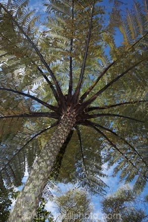 cyathea;Cyathea-dealbata;fern;ferns;frond;fronds;N.Z.;national-park;national-parks;New-Zealand;NZ;Paparoa-N.P.;Paparoa-National-Park;Paparoa-NP;ponga;pongas;Punakaiki;punga;pungas;S.I.;SI;Silver-Fern;Silver-Ferns;South-Island;tree-fern;tree-ferns;West-Coast;Westland
