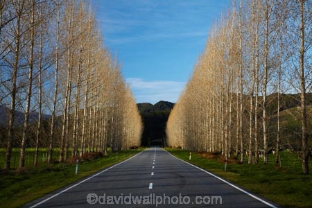 avenue;avenues;Buller-District;Buller-Region;centre-line;centre-lines;centreline;centrelines;driving;highway;highways;New-Zealand;NZ;open-road;open-roads;road;road-trip;roads;S.I.;South-Is;South-Island;state-highway-65;state-highway-sixty-five;Sth-Is;straight;transport;transportation;travel;traveling;travelling;tree;trees;trip;vanishing-point;West-Coast