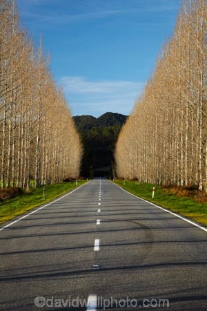 avenue;avenues;Buller-District;Buller-Region;centre-line;centre-lines;centreline;centrelines;driving;highway;highways;New-Zealand;NZ;open-road;open-roads;road;road-trip;roads;S.I.;South-Is;South-Island;state-highway-65;state-highway-sixty-five;Sth-Is;straight;transport;transportation;travel;traveling;travelling;tree;trees;trip;vanishing-point;West-Coast