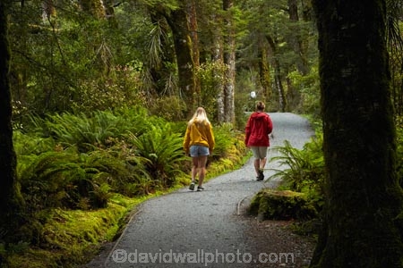 Beech-Forest;Blue-Pools;Blue-Pools-Track;Blue-Pools-Walk;bush;fern;ferns;forest;forests;green;Haast-Pass;lush;Makarora;model-release;model-released;moss;mosses;Mount-Aspiring-National-Park;MR;Mt-Aspiring-N.P.;Mt-Aspiring-National-Park;Mt-Aspiring-NP;N.Z.;national-park;national-parks;native-bush;native-forest;native-forests;native-tree;native-trees;native-woods;natural;nature;New-Zealand;NZ;people;person;S.I.;SI;South-Is;South-Island;Sth-Is;tourism;tourist;tourists;travel;tree;tree-trunks;trees;verdant;West-Coast;Westland;wood;woods