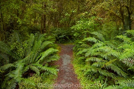 Beech-Forest;bush;fern;ferns;forest;forests;green;Haast-Pass;hiking-path;hiking-paths;hiking-trail;hiking-trails;lush;Mount-Aspiring-National-Park;Mt-Aspiring-N.P.;Mt-Aspiring-National-Park;Mt-Aspiring-NP;N.Z.;national-park;national-parks;native-bush;native-forest;native-forests;native-tree;native-trees;native-woods;natural;nature;New-Zealand;NZ;path;paths;pathway;pathways;Pleasant-Flat;Pleasant-Flat-Bush-Walk;Pleasant-Flat-track;S.I.;SI;South-Is;South-Island;Sth-Is;track;tracks;trail;trails;tramping-trail;tramping-trails;tree;trees;verdant;walking-path;walking-paths;walking-trail;walking-trails;walkway;walkways;West-Coast;Westland;wood;woods
