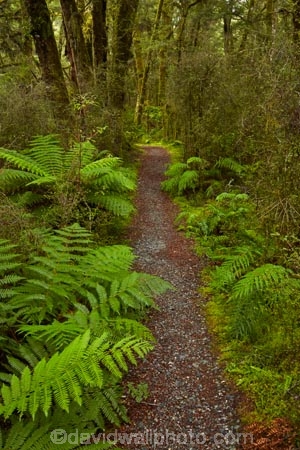 Beech-Forest;bush;fern;ferns;forest;forests;green;Haast-Pass;hiking-path;hiking-paths;hiking-trail;hiking-trails;lush;Mount-Aspiring-National-Park;Mt-Aspiring-N.P.;Mt-Aspiring-National-Park;Mt-Aspiring-NP;N.Z.;national-park;national-parks;native-bush;native-forest;native-forests;native-tree;native-trees;native-woods;natural;nature;New-Zealand;NZ;path;paths;pathway;pathways;Pleasant-Flat;Pleasant-Flat-Bush-Walk;Pleasant-Flat-track;S.I.;SI;South-Is;South-Island;Sth-Is;track;tracks;trail;trails;tramping-trail;tramping-trails;tree;trees;verdant;walking-path;walking-paths;walking-trail;walking-trails;walkway;walkways;West-Coast;Westland;wood;woods