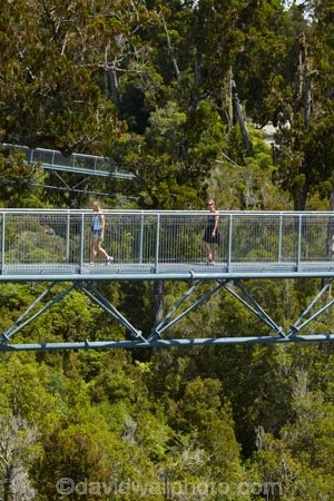 aerial-walkway;aerial-walkways;aerials-walkways;bridge;bridges;bush;canopy;canopy-walk;eco-tourism;ecotourism;elevated-walkway;elevated-walkways;engineering;forest;forest-canopy;forests;high;high-up;Hokitika;lush;luxuriant;M.R.;model-release;model-released;MR;N.Z.;native-bush;native-forest;native-forests;native-tree;native-trees;native-woods;natural;nature;New-Zealand;NZ;plant;plants;rain-forest;rain-forests;rain_forests;rainforest;rainforest-canopy;rainforest-walk;rainforests;S.I.;SI;South-Is;South-Island;steel;Sth-Is;structure;structures;tourism;travel;tree;Tree-top-Walk;Tree-top-Walkway;tree-trunk;tree-trunks;Tree_top-Walk;Tree_top-Walkway;trees;Treetop-Walk;Treetop-Walkway;walkway;walkways;West-Coast;West-Coast-Treetop-Walk;West-Coast-Treetop-Walkway;Westland;wood;woods