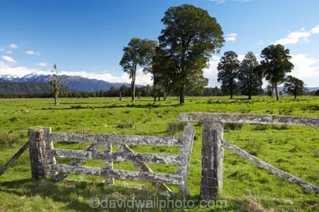 agricultural;agriculture;country;countryside;farm;farming;farmland;farms;field;fields;Fox-Glacier;gate;gates;gateway;gateways;meadow;meadows;native-tree;native-trees;New-Zealand;paddock;paddocks;pasture;pastures;rural;South-Island;totara;tree;trees;West-Coast;westland