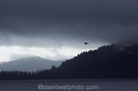 approaching-storm;bird-flying;black-cloud;black-clouds;cloud;cloud-burst;cloud-bursts;cloudburst;cloudbursts;clouds;cloudy;dark-cloud;dark-clouds;duck;ducks;geese;goose;gray-clouds;grey-clouds;lake;lake-ianthe;lakes;New-Zealand;rain;rain-cloud;rain-clouds;rainy;South-Island;storm;storm-cloud;storm-clouds;storms;stormy;thunder-storm;thunder-storms;thunderstorm;thunderstorms;tree;trees;West-Coast;westland