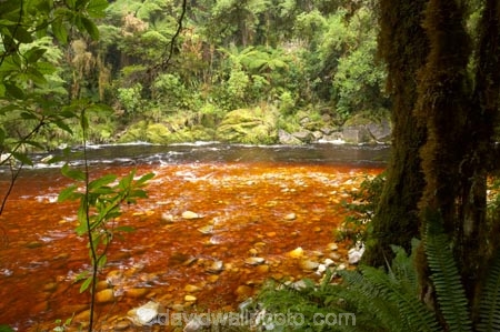 beautiful;beauty;bush;endemic;fern;ferns;forest;forests;green;Kahurangi-National-Park;Karamea;lush;national-park;national-parks;native;native-bush;natives;natural;nature;New-Zealand;Nothofagus;Oparara-Basin;Oparara-River;ponga;pongas;punga;pungas;rain-forest;rain-forests;rain_forest;rain_forests;rainforest;rainforests;scene;scenic;South-Island;southern-beeches;tannin;tannin-stained;tannin-stained-river;tannin-stained-water;tannin_stained;tannin_stained-river;tannin_stained-water;timber;tree;tree-fern;tree-ferns;tree-trunk;tree-trunks;trees;trunk;trunks;verdant;West-Coast;Westland;wood;woods