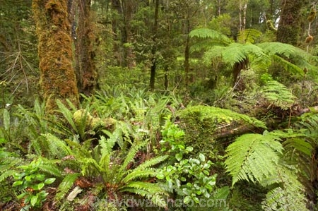 beautiful;beauty;bush;endemic;fern;ferns;forest;forests;green;Kahurangi-National-Park;Karamea;lush;national-park;national-parks;native;native-bush;natives;natural;nature;New-Zealand;Nothofagus;Oparara-Basin;ponga;pongas;punga;pungas;rain-forest;rain-forests;rain_forest;rain_forests;rainforest;rainforests;scene;scenic;South-Island;southern-beeches;timber;tree;tree-fern;tree-ferns;tree-trunk;tree-trunks;trees;trunk;trunks;verdant;West-Coast;Westland;wood;woods