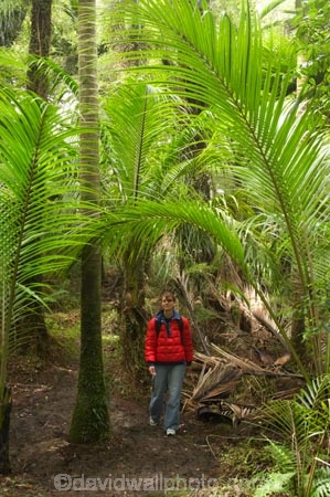 beautiful;beauty;bush;endemic;fern;ferns;forest;forests;Great-Walk;green;Heaphy-Track;hike;hiker;hikers;hiking;Kahurangi-National-Park;Karamea;lush;national-park;national-parks;native;native-bush;natives;natural;nature;New-Zealand;nikau;nikau-palm;nikaus;Nothofagus;people;person;ponga;pongas;punga;pungas;rain-forest;rain-forests;rain_forest;rain_forests;rainforest;rainforests;scene;scenic;South-Island;southern-beeches;tramp;tramper;trampers;tramping;tree;tree-fern;tree-ferns;trees;trek;treker;trekers;treking;trekker;trekkers;trekking;verdant;walk;walker;walkers;walking;West-Coast;Westland