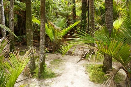 beautiful;beauty;bush;endemic;fern;ferns;forest;forests;Great-Walk;green;Heaphy-Track;Kahurangi-National-Park;Karamea;lush;national-park;national-parks;native;native-bush;natives;natural;nature;New-Zealand;nikau;nikau-palm;nikaus;Nothofagus;ponga;pongas;punga;pungas;rain-forest;rain-forests;rain_forest;rain_forests;rainforest;rainforests;scene;scenic;South-Island;southern-beeches;tree;tree-fern;tree-ferns;trees;verdant;West-Coast;Westland