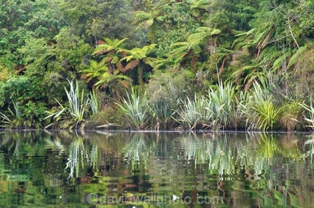 Blue-River;calm;calm-River;flax;flaxes;lake;Lake-Moeraki;lakes;Moeraki-River;n.z.;native;native-bush;natural;natural-scenery;nature;new-zealand;nz;phormium;phormium-sp;placid;quiet;reflection;reflections;river;rivers;S.I.;scene;serene;SI;smooth;South-Island;still;tranquil;water;west-coast;westland