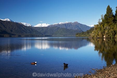 alp;alpine;alps;calm;duck;ducks;lake;Lake-Kaniere;lakes;main-divide;mount;Mount-Reeves;mountain;mountain-peak;mountainous;mountains;mountainside;mt;Mt-Reeves;mt.;Mt.-Reeves;N.Z.;New-Zealand;NZ;placid;quiet;range;ranges;reflection;reflections;S.I.;serene;SI;smooth;snow;snow-capped;snow_capped;snowcapped;snowy;South-Is.;South-Island;southern-alps;still;Sunny-Bight;Toaroha-Range;tranquil;water;Wesl-Coast;Westland
