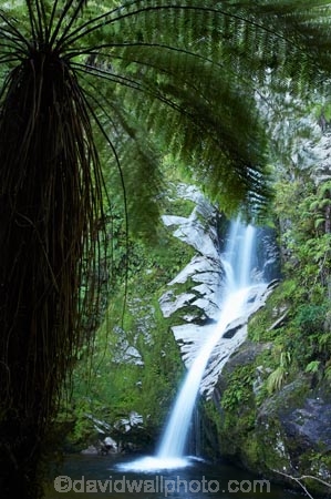 cascade;cascades;creek;creeks;cyathea;Dorothy-Creek;Dorothy-Falls;falls;fern;ferns;frond;fronds;N.Z.;natural;nature;New-Zealand;NZ;ponga;pongas;pool;pools;punga;pungas;S.I.;scene;scenic;SI;South-Is.;South-Island;stream;streams;tree-fern;tree-ferns;water;water-fall;water-falls;waterfall;waterfalls;Wesl-Coast;Westland;wet