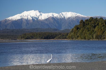 Animal;Animals;Aquatic-bird;Aquatic-birds;bird;birds;Egretta-alba;endangered;estuaries;estuary;fauna;feather;feathers;fly;flying;heron;herons;inlet;inlets;Kotuku;lagoon;lagoons;mountain;mountains;N.Z.;native;natives;natural;Nature;New-Zealand;NZ;Okarito-Lagoon;Ornithology;rare;S.I.;SI;snow-capped;South-Is.;South-Island;Southern-Alps;threatened;tidal;tide;Wading-bird;Wading-birds;water;West-Coast;Westland;white;White-Heron;Wild;Wildlife