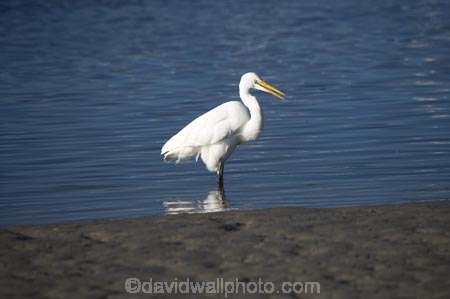 Animal;Animals;Aquatic-bird;Aquatic-birds;bird;birds;Egretta-alba;endangered;estuaries;estuary;fauna;feather;feathers;fly;flying;heron;herons;inlet;inlets;Kotuku;lagoon;lagoons;N.Z.;native;natives;natural;Nature;New-Zealand;NZ;Okarito-Lagoon;Ornithology;rare;S.I.;SI;South-Is.;South-Island;threatened;tidal;tide;Wading-bird;Wading-birds;water;West-Coast;Westland;white;White-Heron;Wild;Wildlife