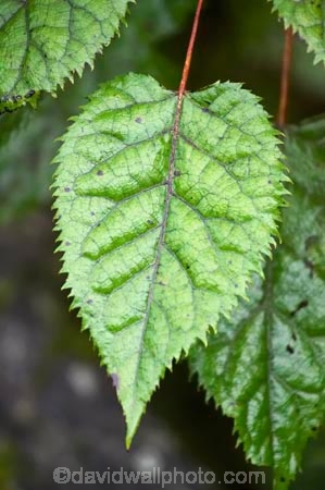 Aristotelia-serrata;beautiful;beauty;bush;endemic;forest;forests;green;heritage-area;indigenous;leaf;leaves;makomako;N.Z.;native;native-bush;natives;natural;nature;New-Zealand;NZ;rain-forest;rain-forests;rain_forest;rain_forests;rainforest;rainforests;S.I.;scene;scenic;serrated;SI;South-Island;te-wahi-pounamu;te-wahipounamu;te-wahipounamu-south_west-new-zealand-world-heritage-area;West-Coast;Westland;wineberries;wineberry;wood;woods;world-heirtage-site;world-heirtage-sites;world-heritage-area;world-heritage-areas