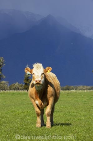 agricultural;agriculture;alp;alpine;alps;altitude;animal;animals;approaching-storm;beef;black-cloud;black-clouds;cattle;cloud;clouds;country;countryside;cow;cows;farm;farming;farmland;farms;field;fields;Fox-Glacier;fur;grass;grassy;gray-clouds;grey-clouds;Herbivore;Herbivores;Herbivorous;high-altitude;Livestock;main-divide;mammal;mammals;meadow;meadows;mount;mountain;mountain-peak;mountainous;mountains;mountainside;mt;mt.;New-Zealand;paddock;paddocks;pasture;pastures;peak;peaks;rain;rain-cloud;rain-clouds;range;ranges;rural;snow;South-Island;southern-alps;stock;storm;storm-cloud;storm-clouds;stormy;summit;summits;thunder-storm;thunder-storms;thunderstorm;thunderstorms;West-Coast;westland