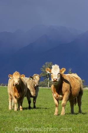 agricultural;agriculture;alp;alpine;alps;altitude;animal;animals;approaching-storm;beef;black-cloud;black-clouds;cattle;cloud;clouds;country;countryside;cow;cows;farm;farming;farmland;farms;field;fields;Fox-Glacier;fur;grass;grassy;gray-clouds;grey-clouds;Herbivore;Herbivores;Herbivorous;herd;herds;high-altitude;Livestock;main-divide;mammal;mammals;meadow;meadows;mount;mountain;mountain-peak;mountainous;mountains;mountainside;mt;mt.;New-Zealand;paddock;paddocks;pasture;pastures;peak;peaks;rain;rain-cloud;rain-clouds;range;ranges;rural;snow;South-Island;southern-alps;stock;storm;storm-cloud;storm-clouds;stormy;summit;summits;thunder-storm;thunder-storms;thunderstorm;thunderstorms;West-Coast;westland