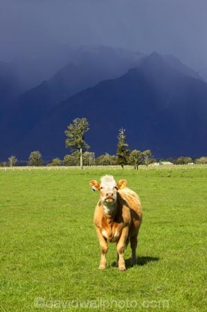 agricultural;agriculture;alp;alpine;alps;altitude;animal;animals;approaching-storm;beef;black-cloud;black-clouds;cattle;cloud;clouds;country;countryside;cow;cows;farm;farming;farmland;farms;field;fields;Fox-Glacier;fur;grass;grassy;gray-clouds;grey-clouds;Herbivore;Herbivores;Herbivorous;high-altitude;Livestock;main-divide;mammal;mammals;meadow;meadows;mount;mountain;mountain-peak;mountainous;mountains;mountainside;mt;mt.;New-Zealand;paddock;paddocks;pasture;pastures;peak;peaks;rain;rain-cloud;rain-clouds;range;ranges;rural;snow;South-Island;southern-alps;stock;storm;storm-cloud;storm-clouds;stormy;summit;summits;thunder-storm;thunder-storms;thunderstorm;thunderstorms;West-Coast;westland